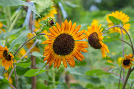 sunflower in garden,Thailandの写真素材