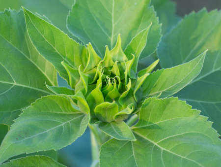 Young Sunflower ,Thailandの写真素材