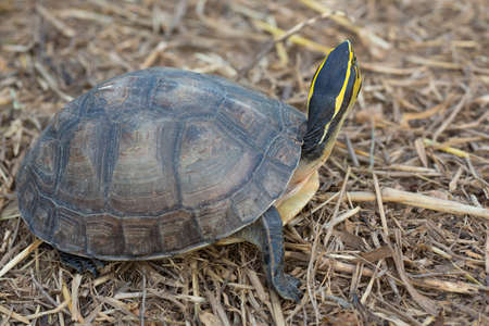 Rear view Asia Box Turtle (Cuora spp.) in Thailandの写真素材