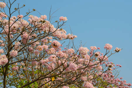 Pink trumpet flower and blue sky,Thailandの写真素材