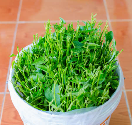 Ipomoea in pot,in thailandの写真素材