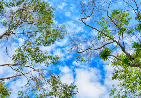 the trees. bottom view and sky with clouds in the forest in spring,Thailandの写真素材