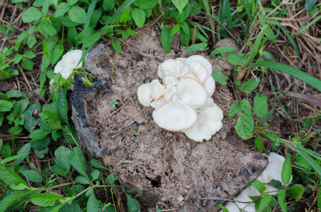 Wild mushroom in nature,Thailandの写真素材