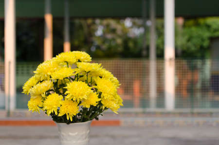 yellow chrysanthemumsの写真素材
