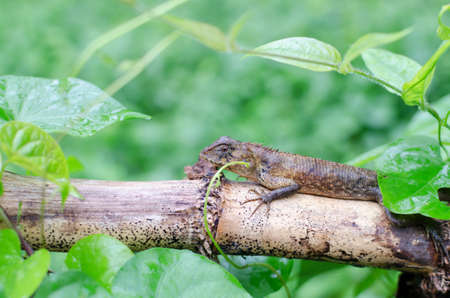 Lizard in nature,Thailandの写真素材