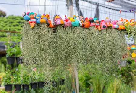 Close-up Spanish Moss in the market.