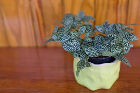 Field of Fittoniaの写真素材