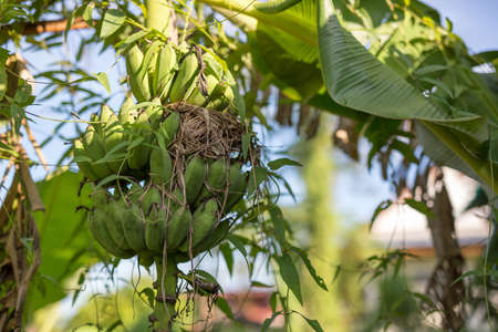banana plant with a bird nest in natureの写真素材