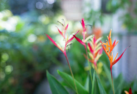 Birds of paradise flowersの写真素材
