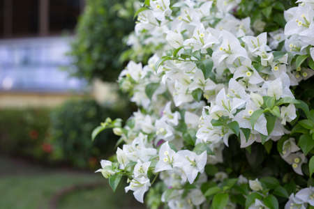 close up white bougainvillea flower in gardenの写真素材