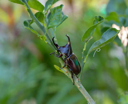 Rhinoceros beetle on tree.の写真素材