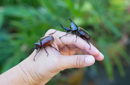 close up Rhinoceros beetle on handの写真素材