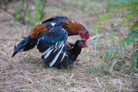 Mating Cockfight in nature,Thailandの写真素材