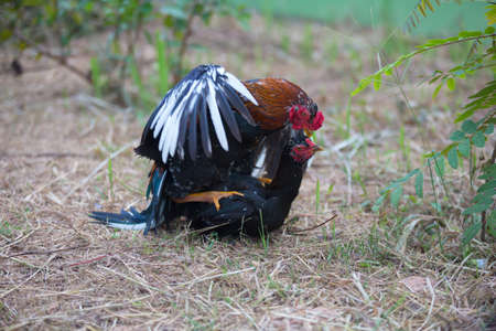 Mating Cockfight in nature,Thailandの写真素材