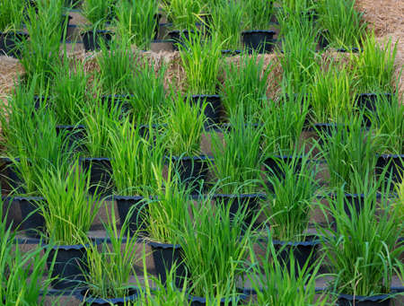 Green rice in potの写真素材