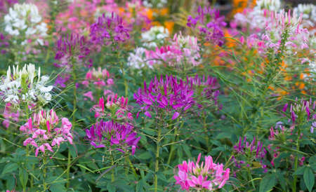 Violet cleome hassleriana blooming. Spider flower, spider plant or pink queen in garden.の写真素材