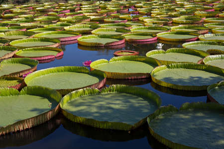 Water Lily (Victoria cruziana) in Phitsanulok, Thailandの写真素材