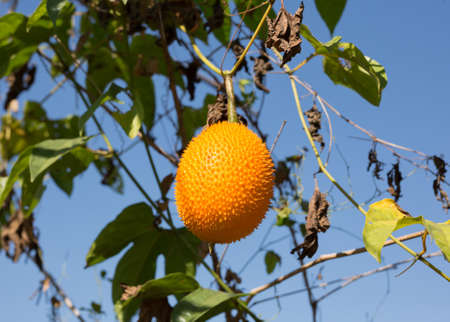 Spiny Bitter Gourd (Momorodica Cochinchinensis)の写真素材