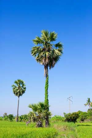 Palmyra palm tree in natureの写真素材