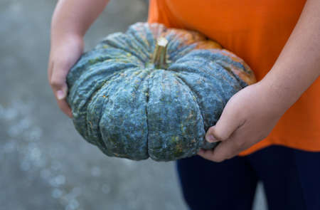 hand holding  fresh pumpkin in the gardenの写真素材