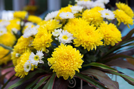 close up yellow chrysanthemumsの写真素材
