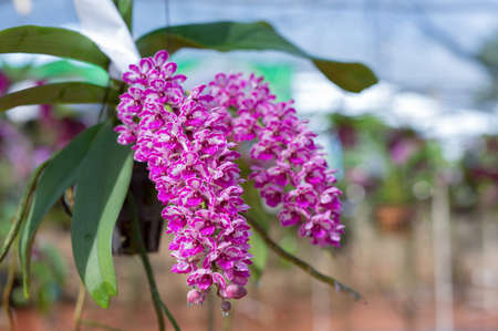 Rhynchostylis gigantea orchid after rain,Thailandの写真素材