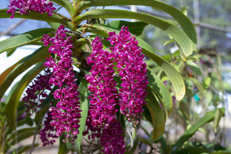 Rare wild orchids after rain in Thailandの写真素材