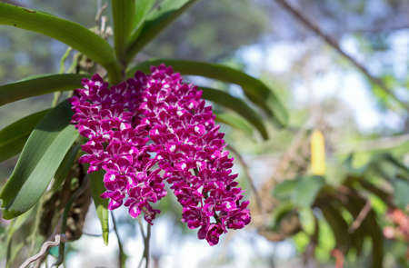 Rare wild orchids after rain in Thailandの写真素材
