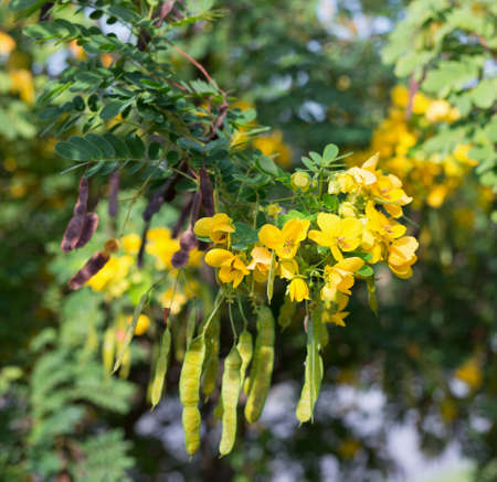 close up Yellow flower [Senna surattensis] and sunlightの写真素材
