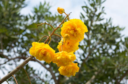 Cotton Tree, Yellow Silk Cotton, Butter Cup flowerの写真素材
