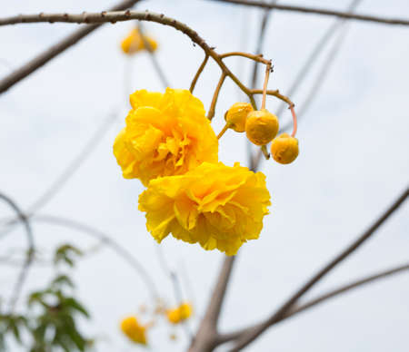 Cotton Tree, Yellow Silk Cotton, Butter Cup flowerの写真素材