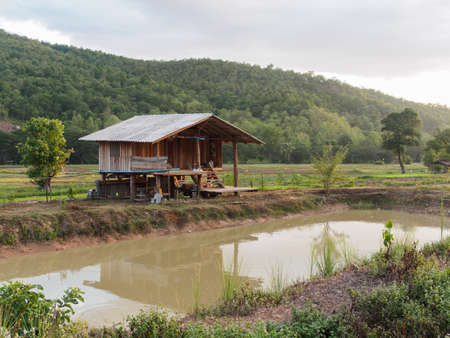 The cottages are located in the middle of the rice fieldsの写真素材