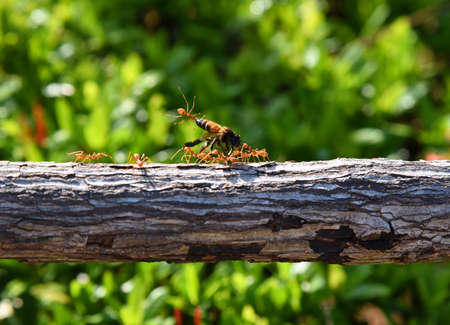 Ants unityの写真素材