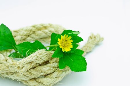 Flower in ropeの写真素材