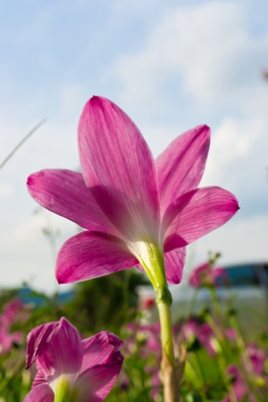 Flower in the gardenの写真素材