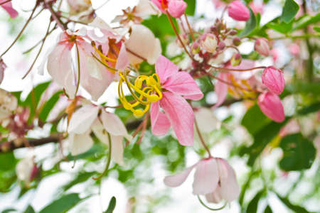 Flower in the gardenの写真素材