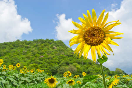 Sunflowers in the garden of saraburi, Thailand の写真素材