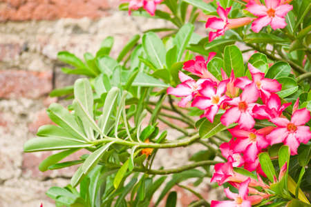 Azalea flowers の写真素材