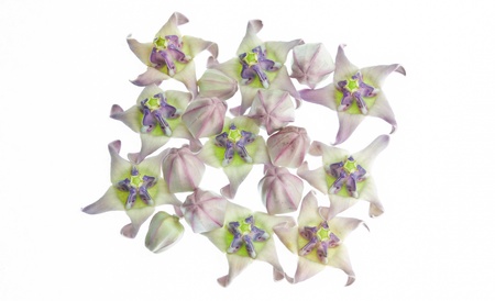 Crown flower on a white background の写真素材
