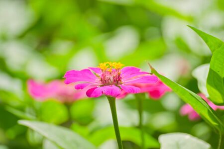 Dahlia flower in the garden の写真素材