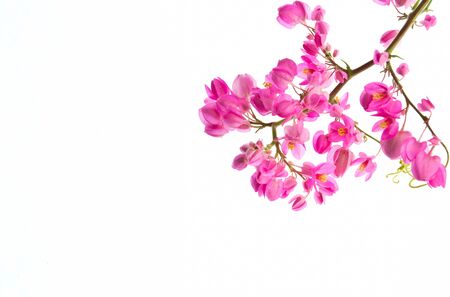 Pink flowers on a white background の写真素材