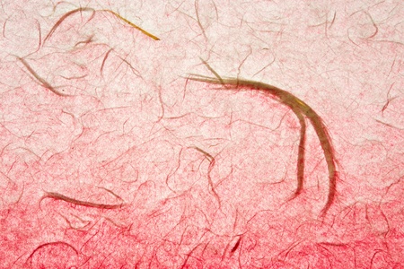 Mulberry paperの写真素材