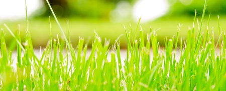Grassの写真素材
