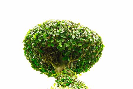 Bonsai trees