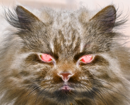 Cat Ghostの写真素材