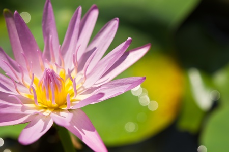 Pink lotusの写真素材