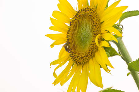 SunFlowersの写真素材