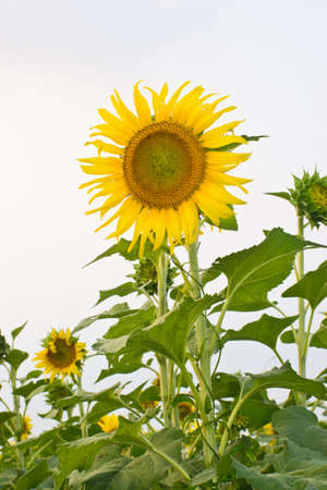 SunFlowersの写真素材