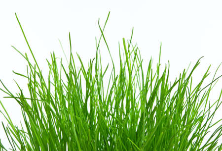 Grassの写真素材