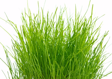 Grassの写真素材